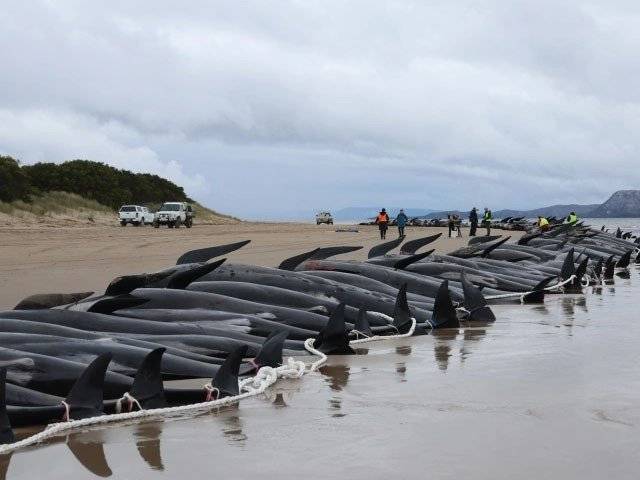 آسٹریلوی جزیرے کے ساحل پر 200 وہیلز ہلاک