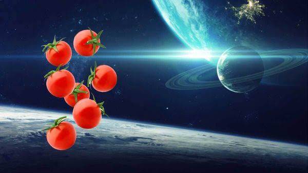ناسا کا خلا میں ٹماٹر اگانے کا منصوبہ شروع