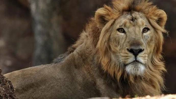 جنگلی جانور شیر سے زیادہ انسانوں سے ڈرتے ہیں: تحقیق میں دلچسپ انکشاف