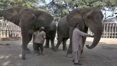 سفاری پارک کے دو ہاتھیوں کو پاؤں کا انفکیشن , طبی معائنے سے متعلق رپورٹ پیش کردی گئی.