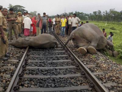 بھارت ، ٹرین کی ٹکر سے دو ہاتھی ہلاک