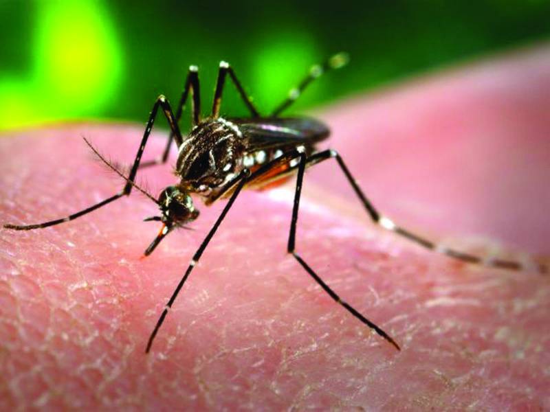 کراچی مزید 13افراد میں ڈینگی وائرس کی تصدیق ہوگئی 