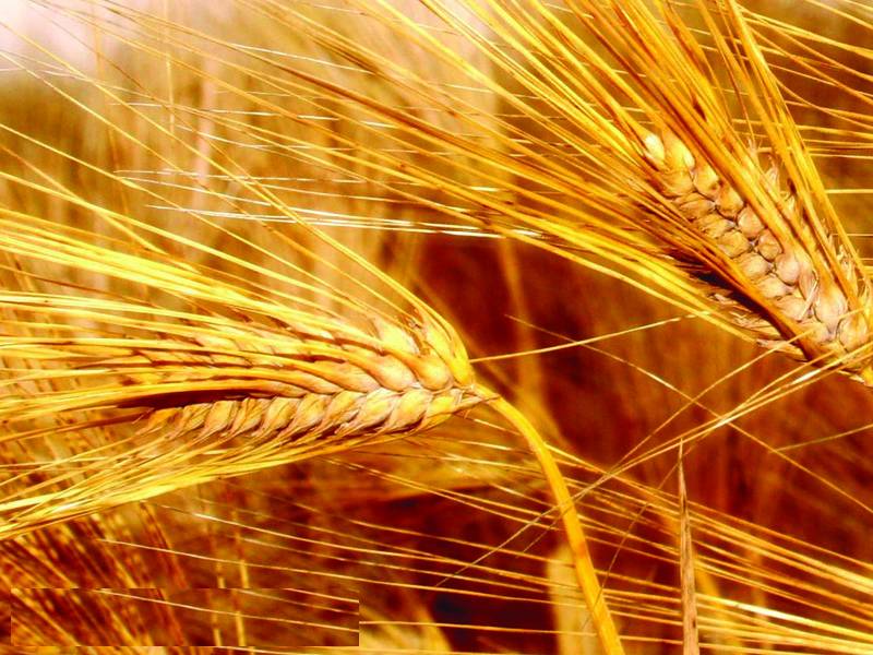 کاشتکار گندم 1060 روپے من بیچنے پر مجبور ہیں : ابراہیم مغل 