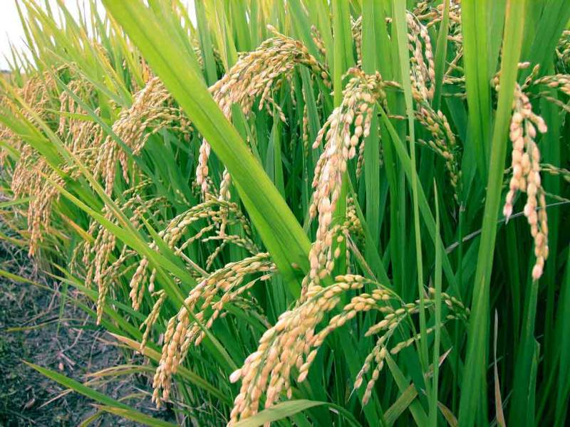 جنوبی افریقہ کی مارکیٹ میں2 لاکھ ٹن چاول برآمد کرنے کا ہدف 