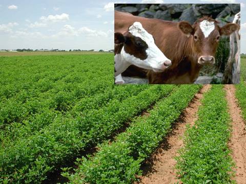 زراعت، لائیو سٹاک کے 4منصوبوں کیلئے 110ملین کی منظوری 