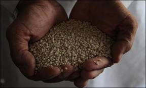 سندر میں اڑھائی لاکھ کی جعلی زرعی ادویات برآمد، 10 ملزم گرفتار 