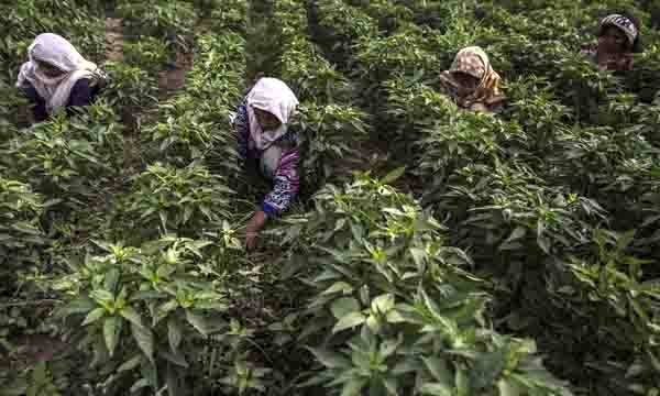 ملک کی کروڑوں کھیت مزدور خواتین کو مرد سے نصف اجرت دی جا رہی ہے: کسان بورڈ 