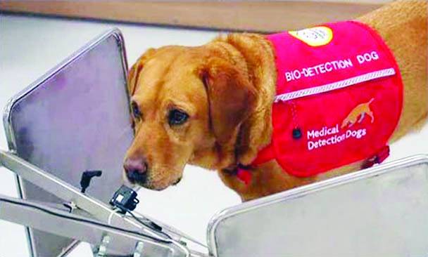 لندن: ڈاکٹروں نے کینسر کو سونگھنے والے کتے کی خدمات حاصل کرلی