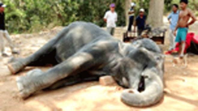 کمبوڈیا:ہتھنی کی موت ،ہزاروں افراد نے ہاتھیوں پر سواری کیخلاف درخواست پر دستخط کردیئے