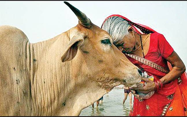 بھارت میں گائے ماحولیات کے لیے مفید قرار
