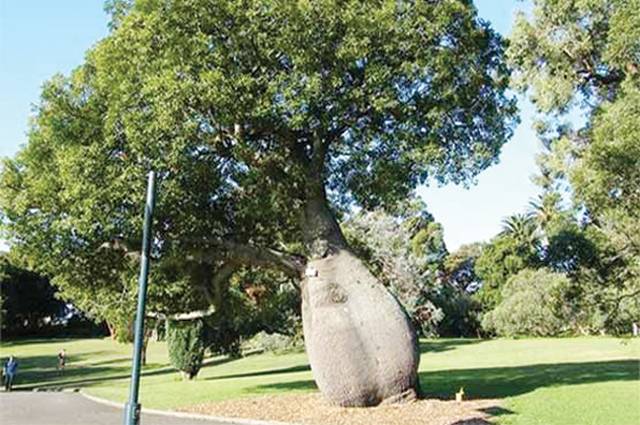 آسٹریلیا میں پانی فراہم کرنےوالا بوتل نما درخت