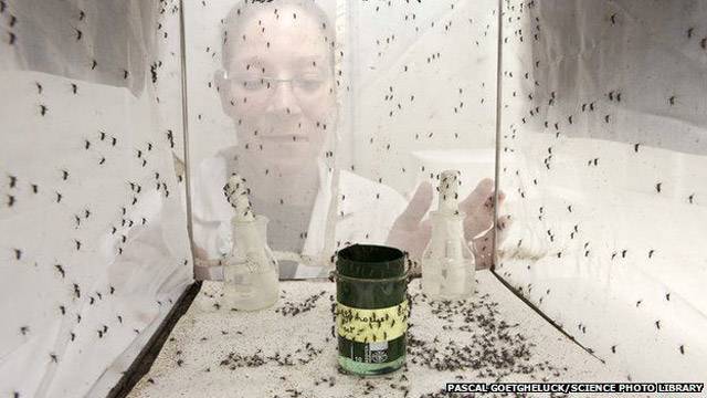 اب مچھروں کو مچھر ہی ختم کریں گے‘ امریکہ میں پہلا تجربہ