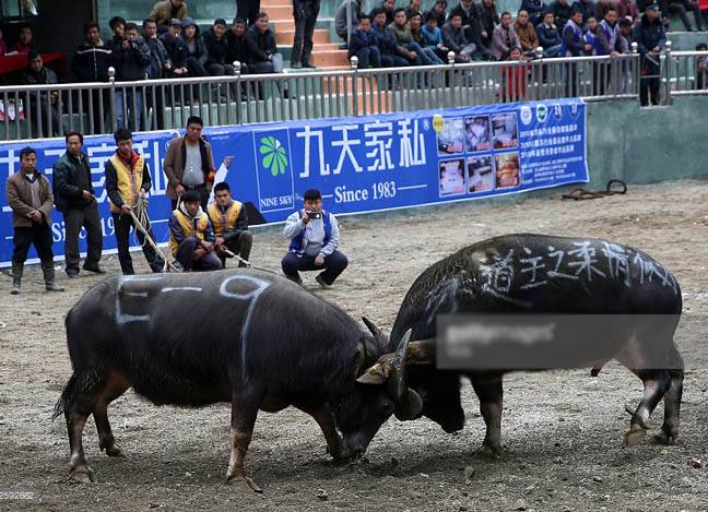 چین میں بیلوں کی لڑائی کا سالانہ روایتی میلہ