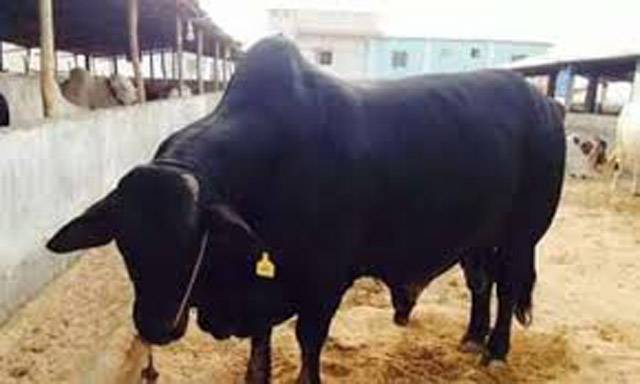 سابق کرکٹر محمد یوسف نے قربانی کیلئے 10 لاکھ کا بیل خرید لیا