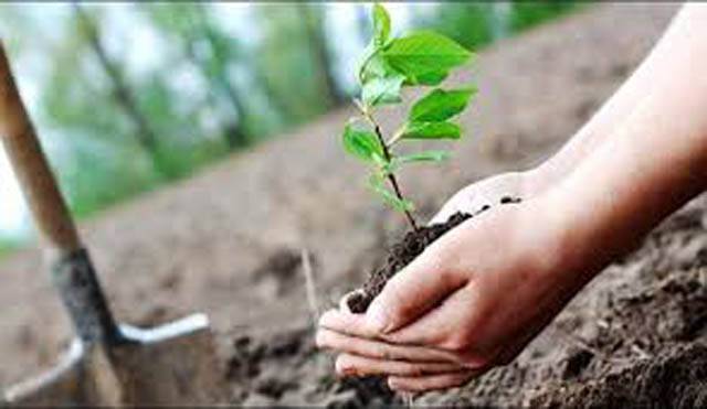 ولایت حسین کالج میں 2 ہزار پودے لگانے کی مہم‘ انجینئر ممتاز احمد اور پرنسپل فرید شریف نے پودا لگا کر افتتاح کیا