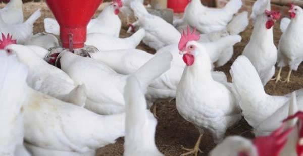 برائلر مرغی کا گوشت 2روپے اضافہ سے 254روپے کلو ہوگیا