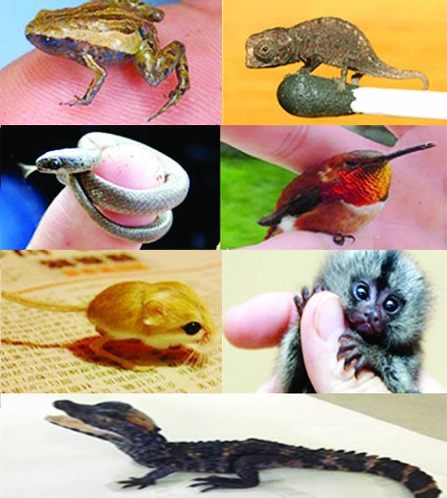 ملئے دنیا کے نہایت چھوٹے مگر حیرت انگیز جانوروں سے