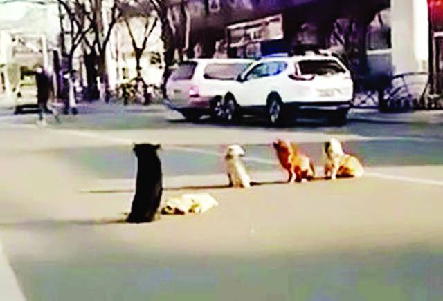 سڑک پر مرے کتے کے ساتھی لاش کے محافظ بن گئے