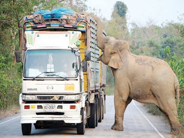 تھائی لینڈ : سڑک پر بھتہ خور ہاتھی کی غنڈہ گردی