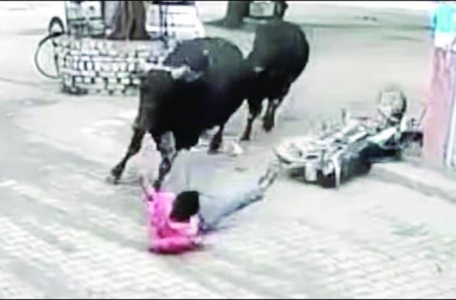 بھارت کی سڑک پر2 بدمست بیلوں کی دوڑ 