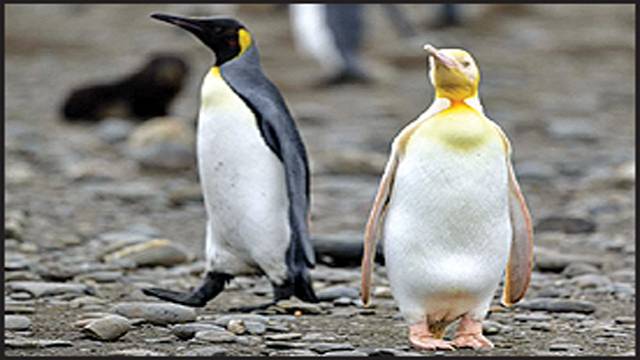  پیلے پینگوئن کی خوبصورتی نے سب کو حیران کردیا، تصاویر وائرل