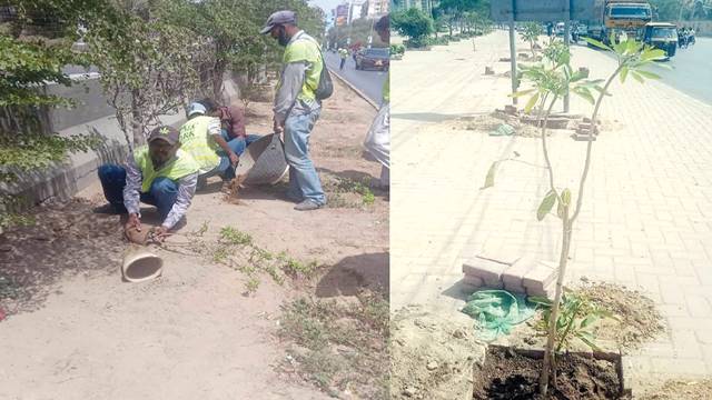 شجر کاری مہم ‘ سڑکوں اور پارکس میں 14 ہزار پودے لگاچکے