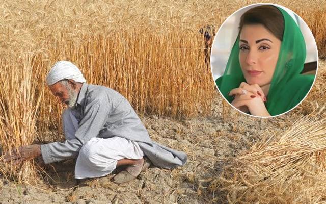 گندم کے کاشتکاروں کو 5ہزار روپے ایکڑ ملیں گے ‘ مریم نواز : فلورملوں کو 25فیصد خریداری کا حکم