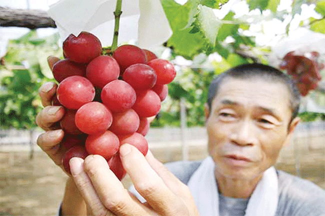 جاپان میں انگور کا گچھا 12لاکھ میں نیلام