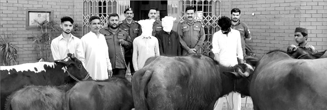  ایس ایچ او تھانہ گوجر خان کی ٹیم کے ہمراہ کا رروائی ، مویشی برآمد ، دوملزمان گرفتار  